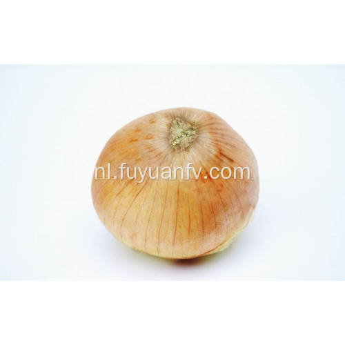 Professional Export New Season Fresh Yellow Onion